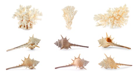 Set of exotic sea shells and dry corals on white background