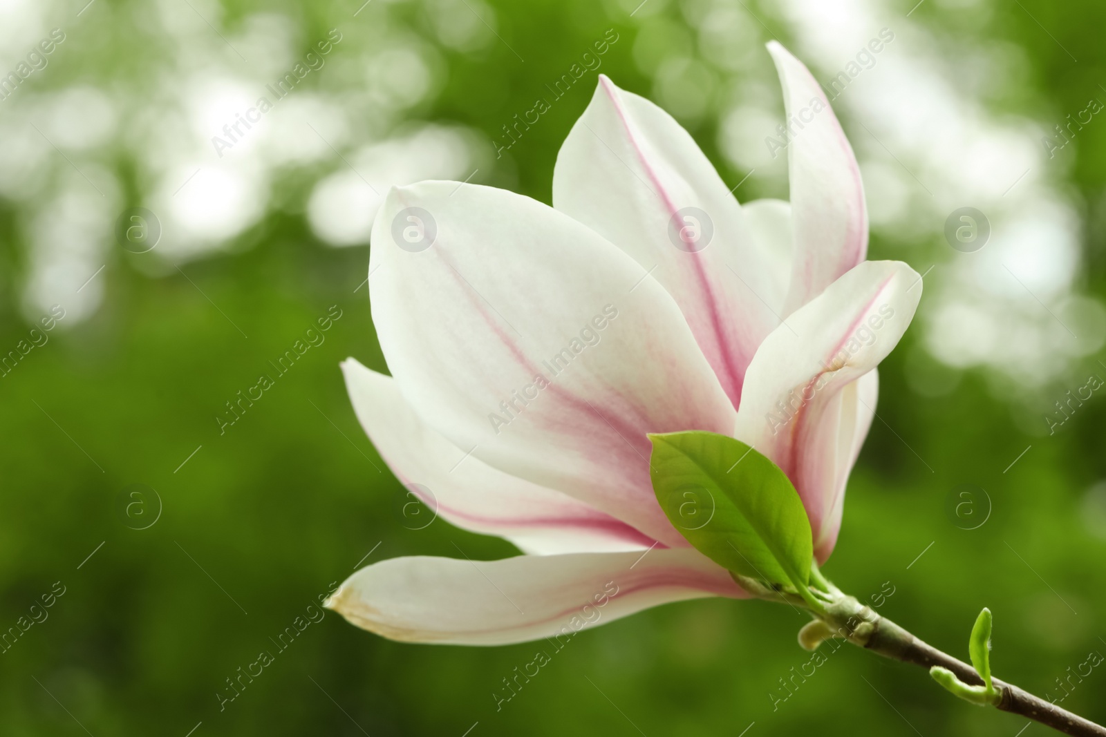 Photo of Magnolia tree with beautiful flower on blurred background, closeup