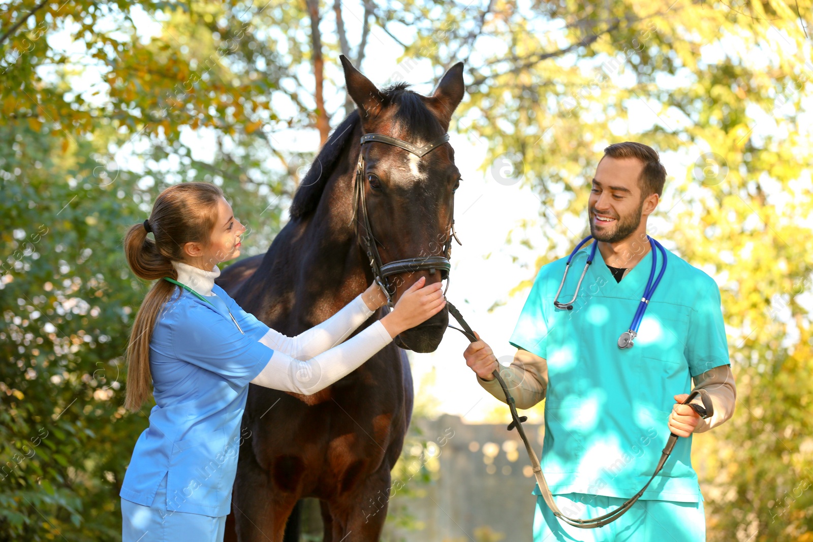 Photo of Veterinarians in uniform with beautiful brown horse outdoors