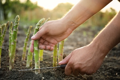 Man picking fresh asparagus in field, closeup