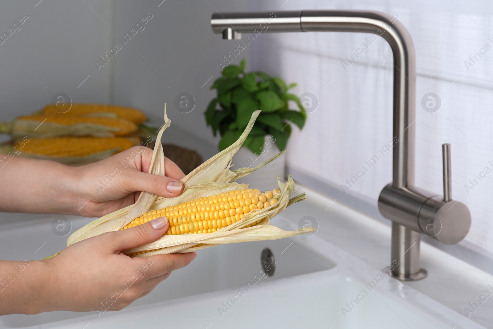 Photo of Woman husking corn cob in kitchen, closeup