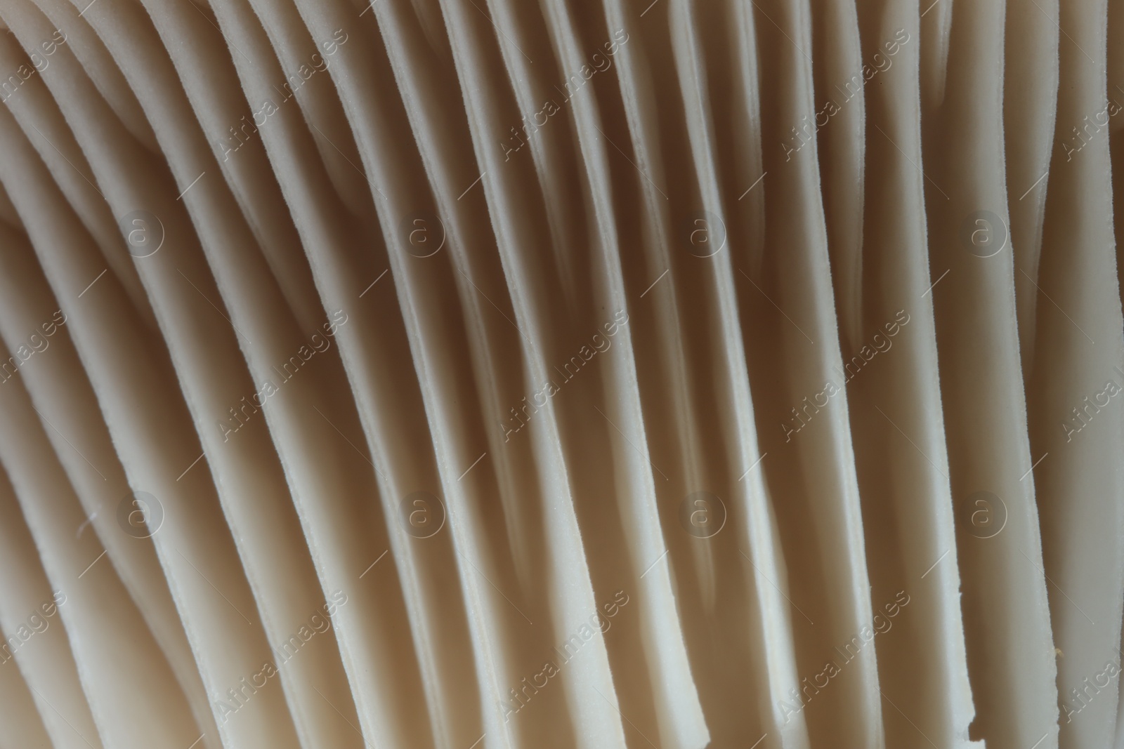 Photo of Fresh oyster mushroom as background, macro view