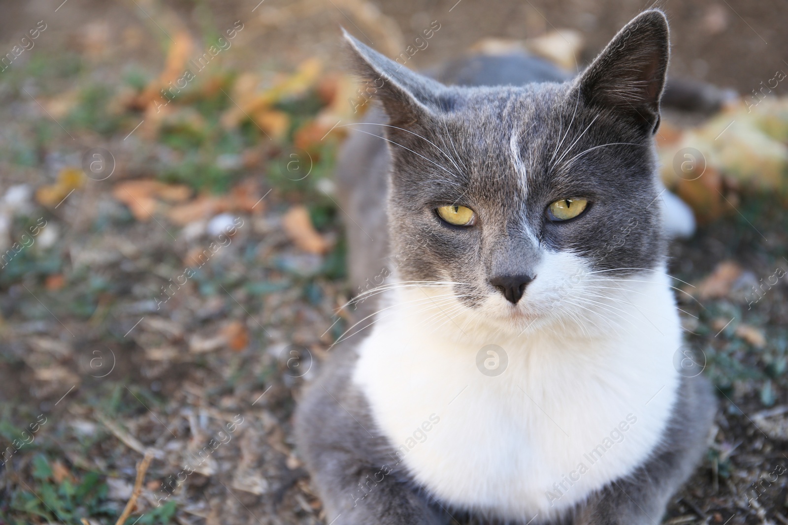 Photo of Lonely stray cat outdoors, closeup with space for text. Homeless pet