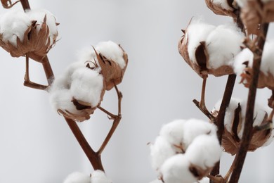 Photo of Cotton branches with fluffy flowers on light background, closeup