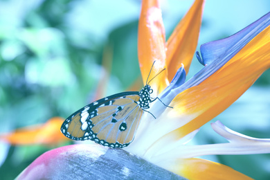 Photo of Beautiful painted lady butterfly on flower in garden