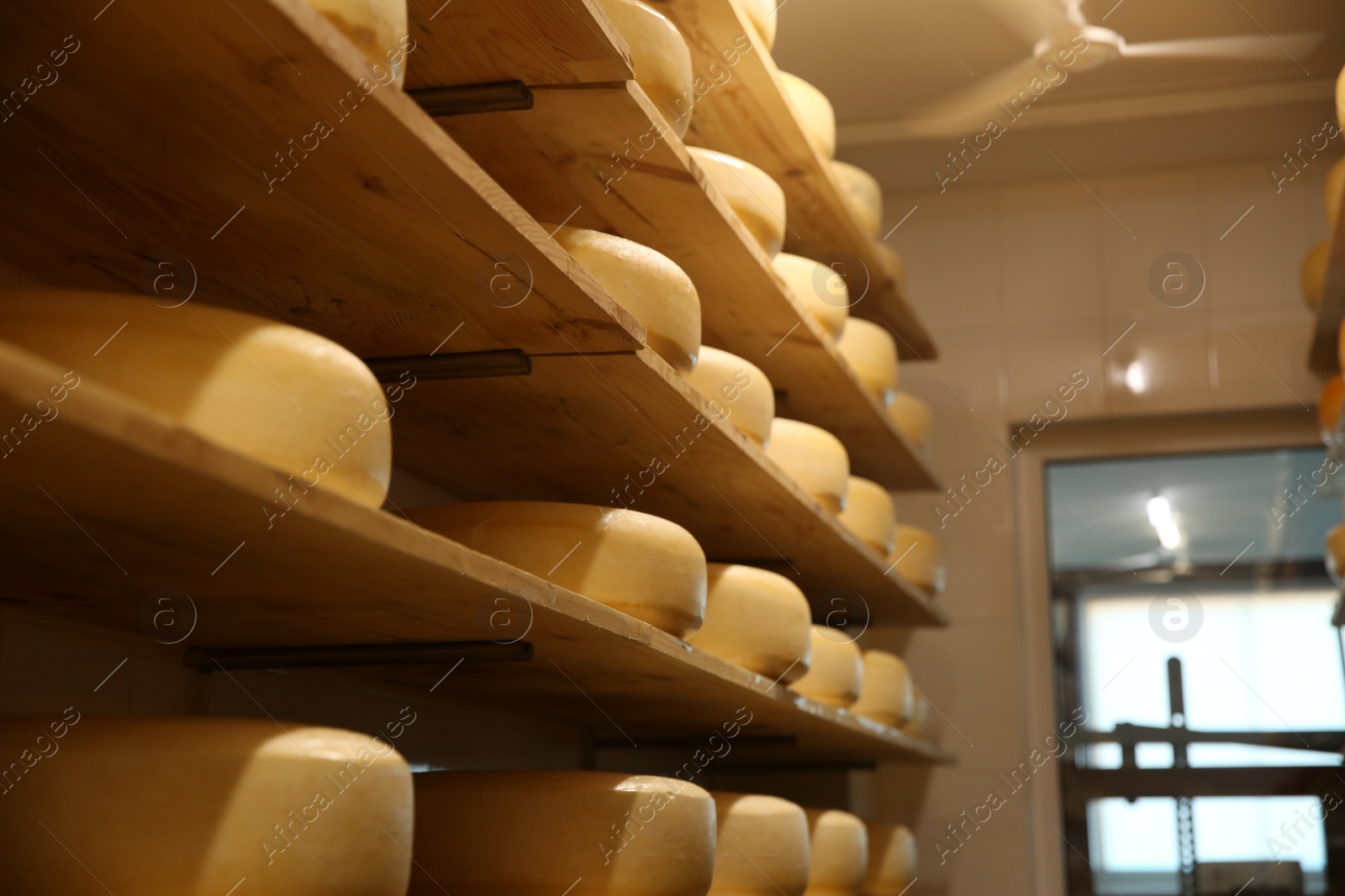 Photo of Fresh cheese heads on shelves in factory warehouse