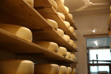 Fresh cheese heads on shelves in factory warehouse