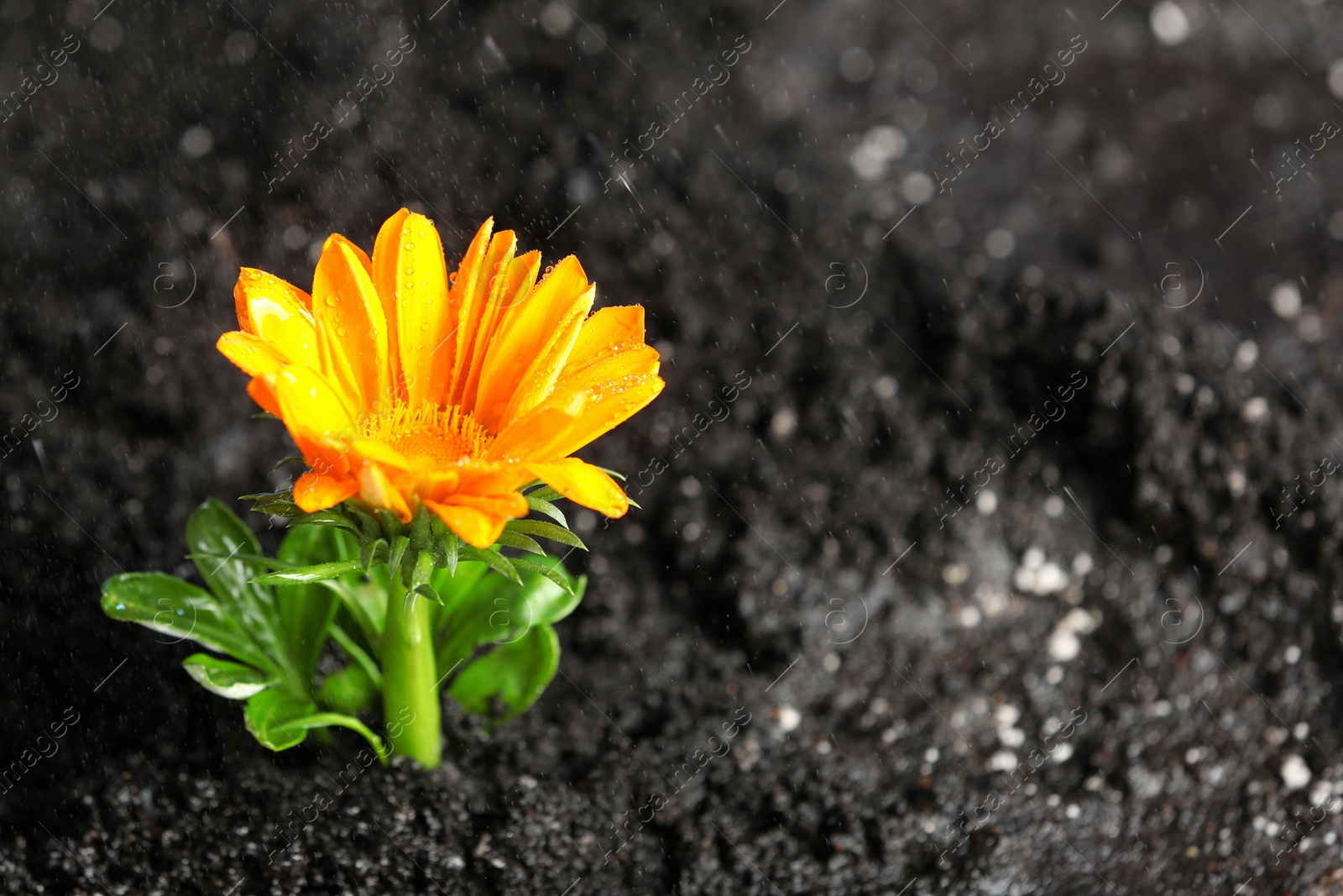 Photo of Fresh flower in fertile soil under rain, space for text