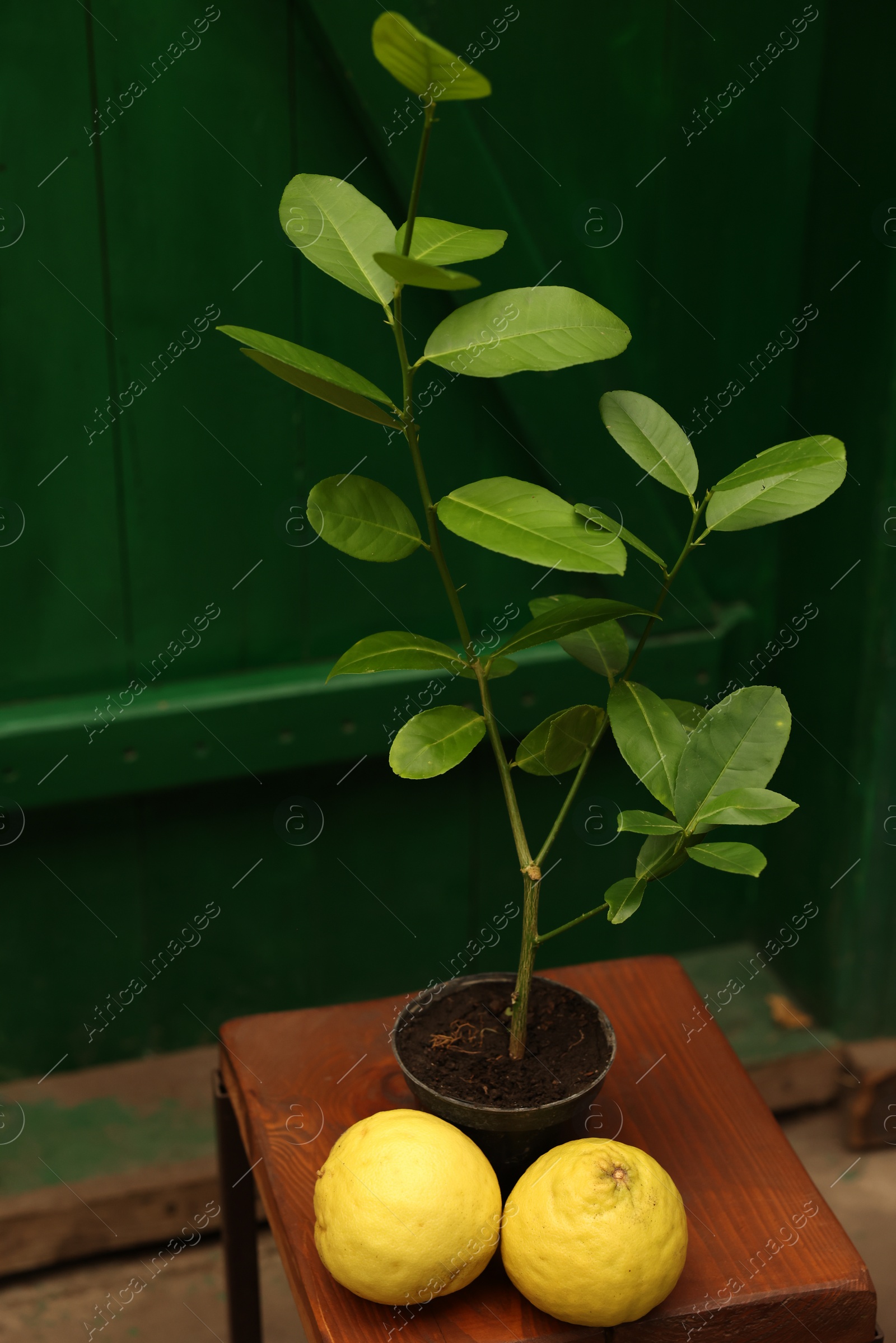 Photo of Lemon tree with ripe fruits on wooden stand in greenhouse