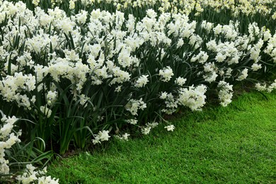 Photo of Many beautiful narcissus flowers growing outdoors. Spring season