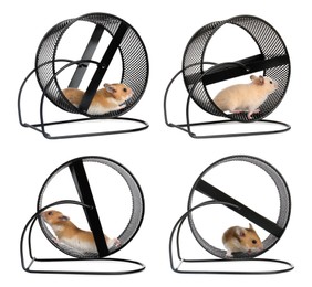 Image of Cute funny hamsters running in wheels on white background, collage 