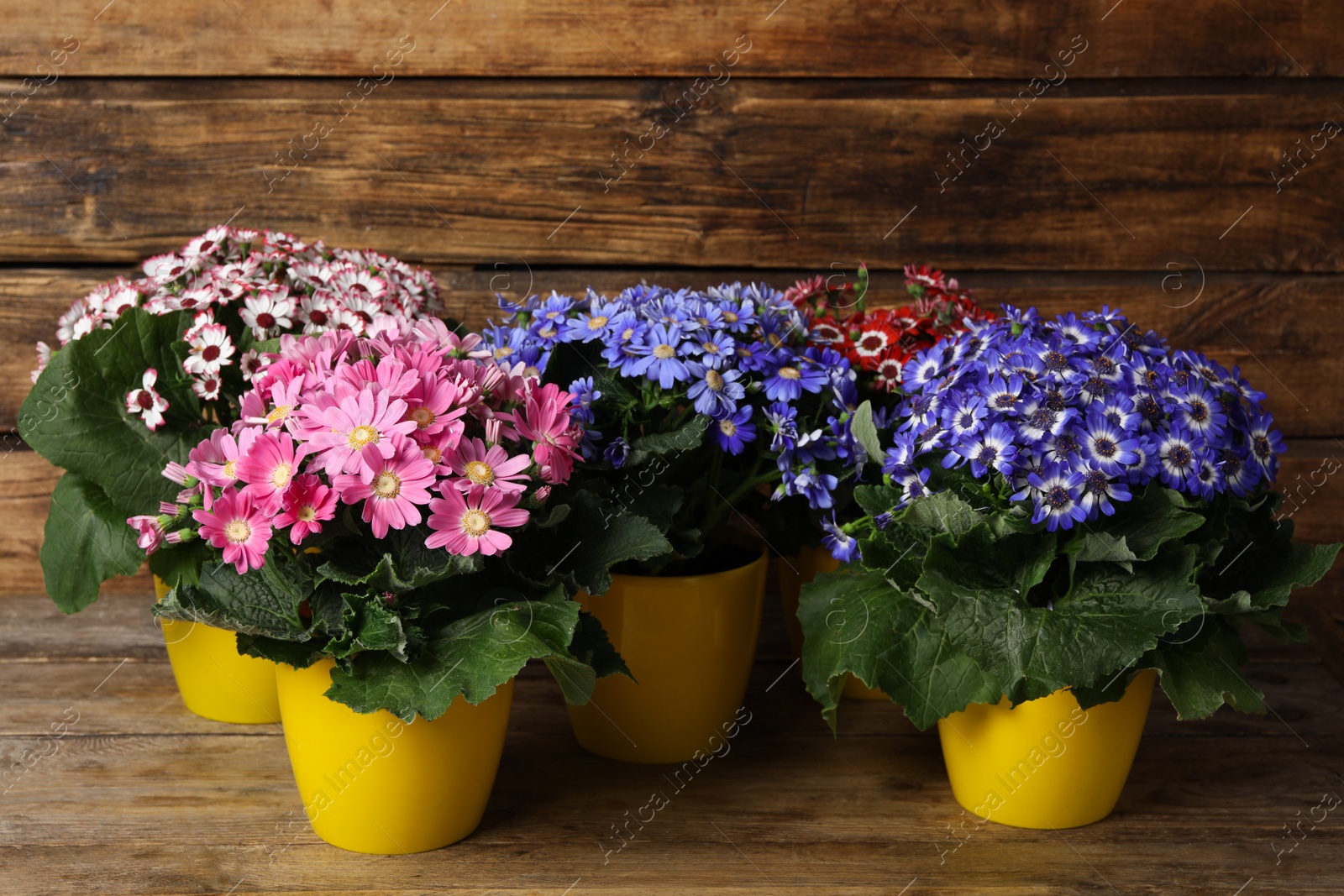 Photo of Beautiful cineraria plants in flower pots on wooden table