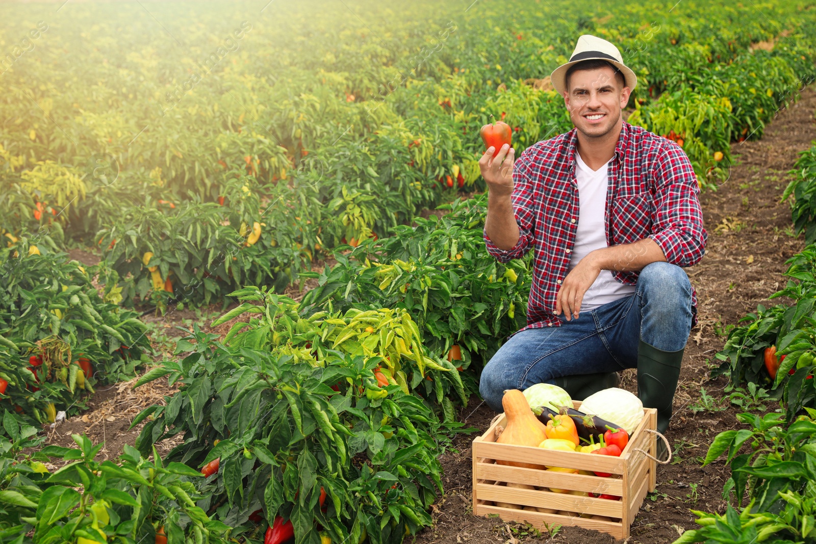 Photo of Farmer taking bell pepper from bush in field. Harvesting time