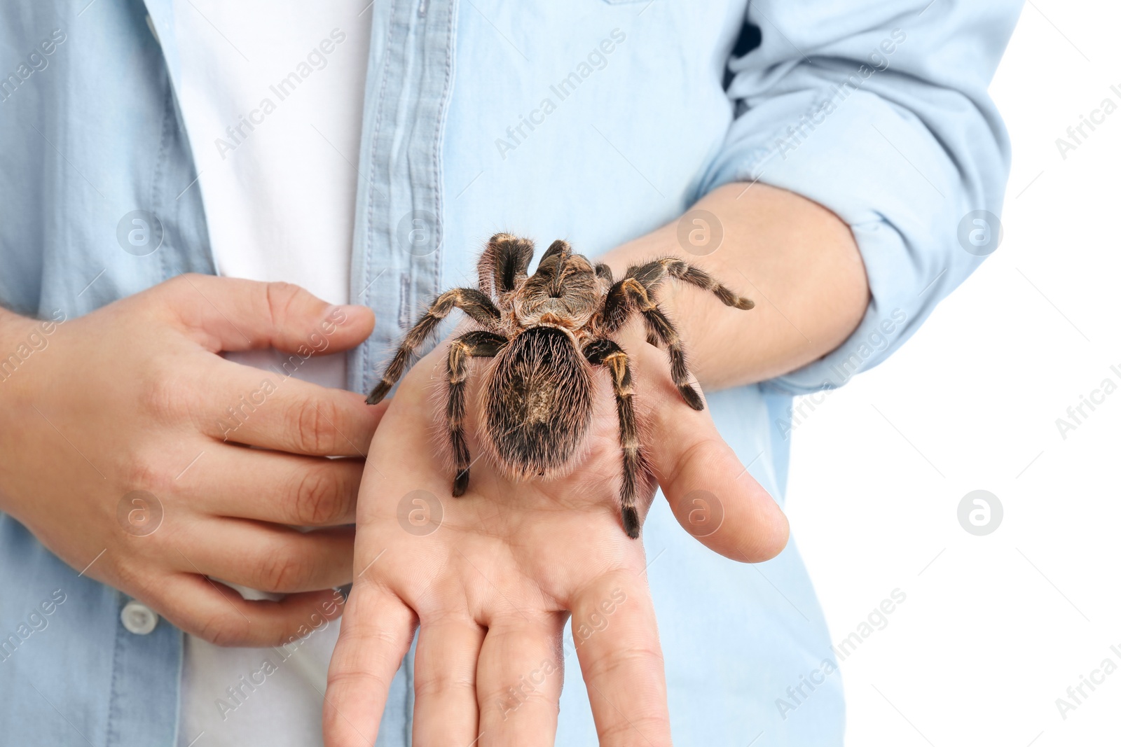 Photo of Man holding striped knee tarantula on white background, closeup