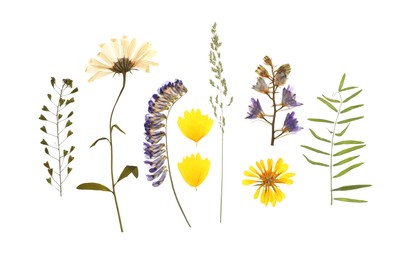 Photo of Wild dried meadow flowers on white background, top view