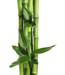 Green bamboo stems with leaves on white background