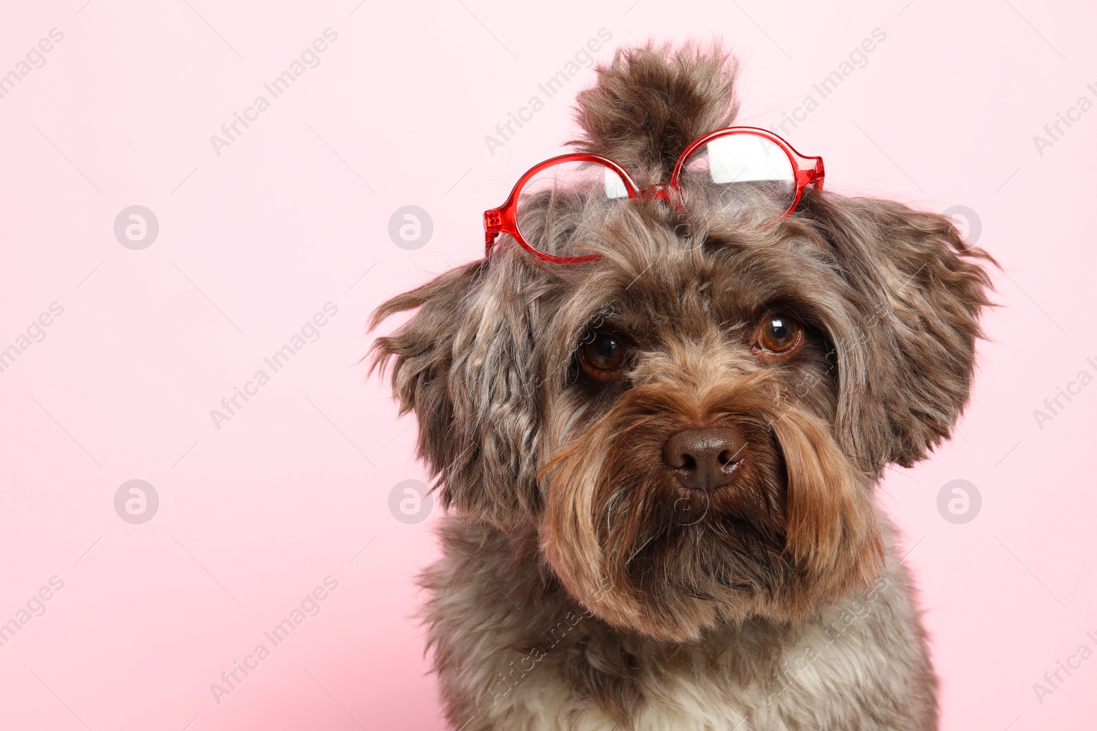 Photo of Cute Maltipoo dog with glasses on pink background, space for text. Lovely pet