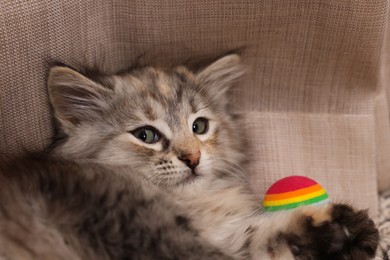 Photo of Cute fluffy kitten with ball near curtain, closeup