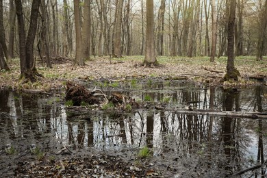 Photo of Picturesque view of forest with swamp and green grass