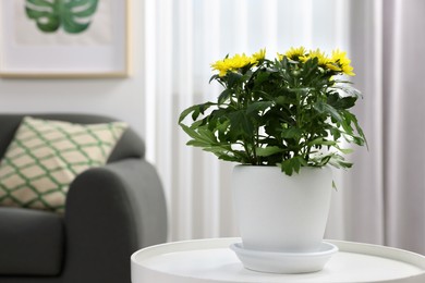 Photo of Beautiful chrysanthemum plant in flower pot on white table in room, space for text