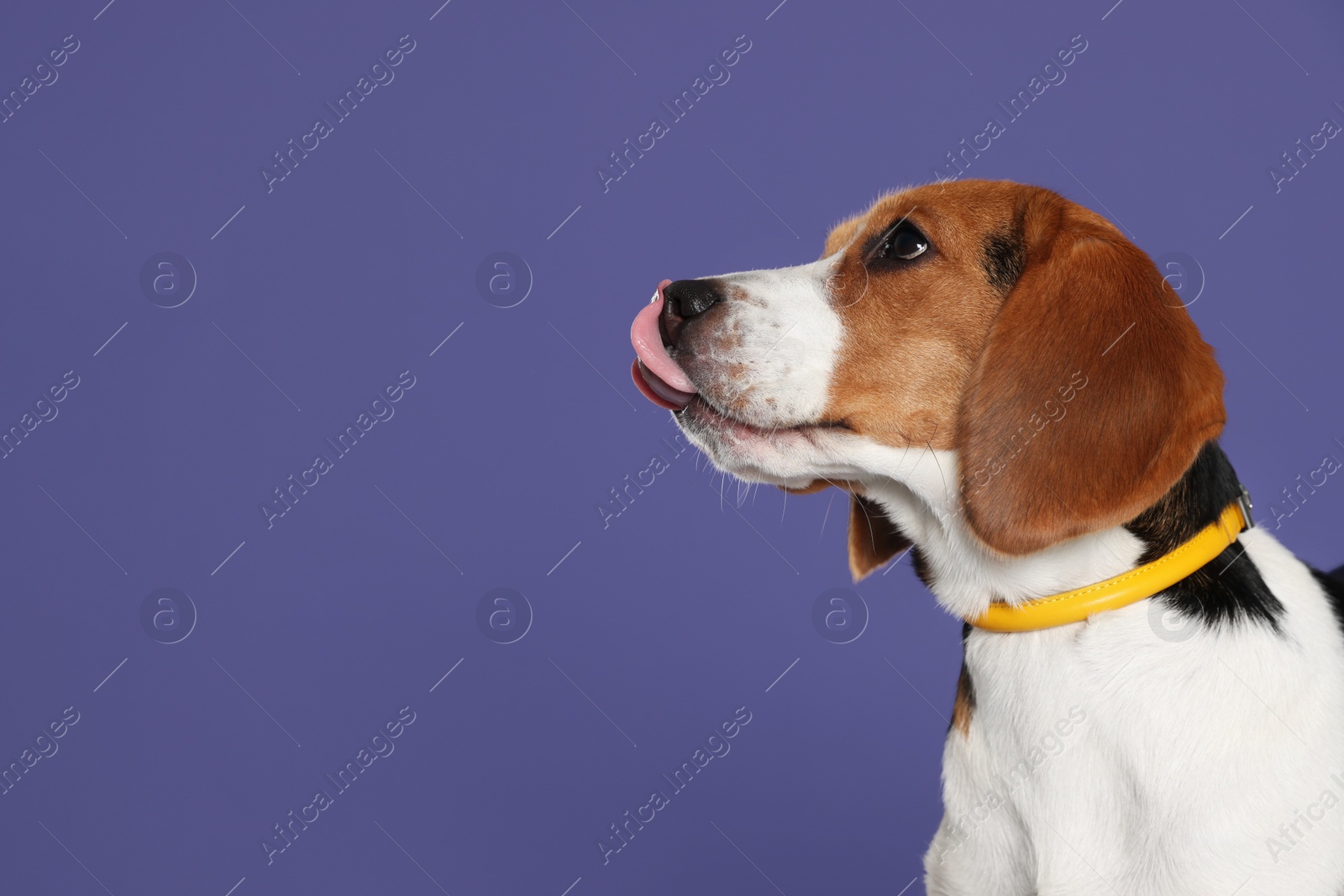 Photo of Adorable Beagle dog in stylish collar on purple background. Space for text