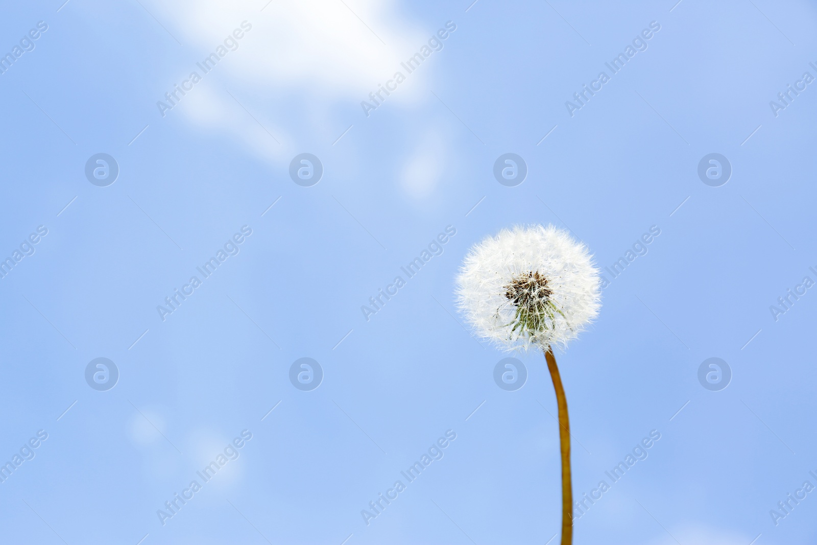 Photo of Closeup view of dandelion against blue sky, space for text. Allergy trigger