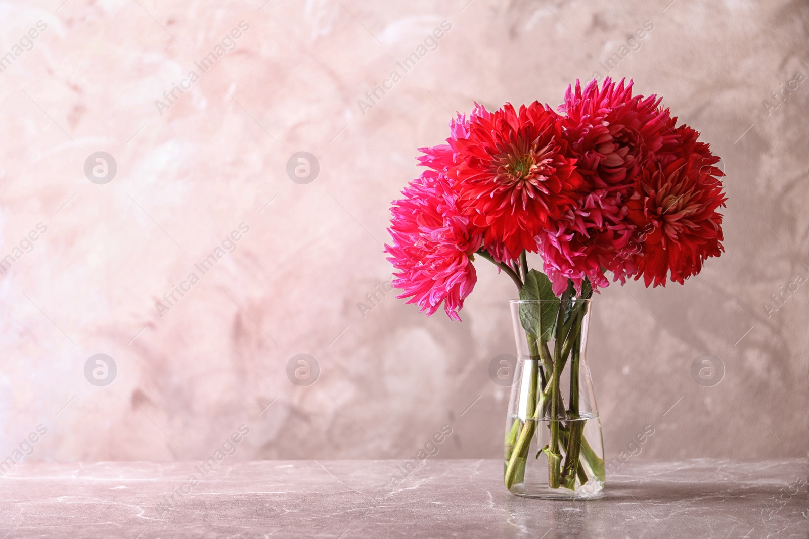 Photo of Beautiful dahlia flowers in glass vase on table against color background. Space for text