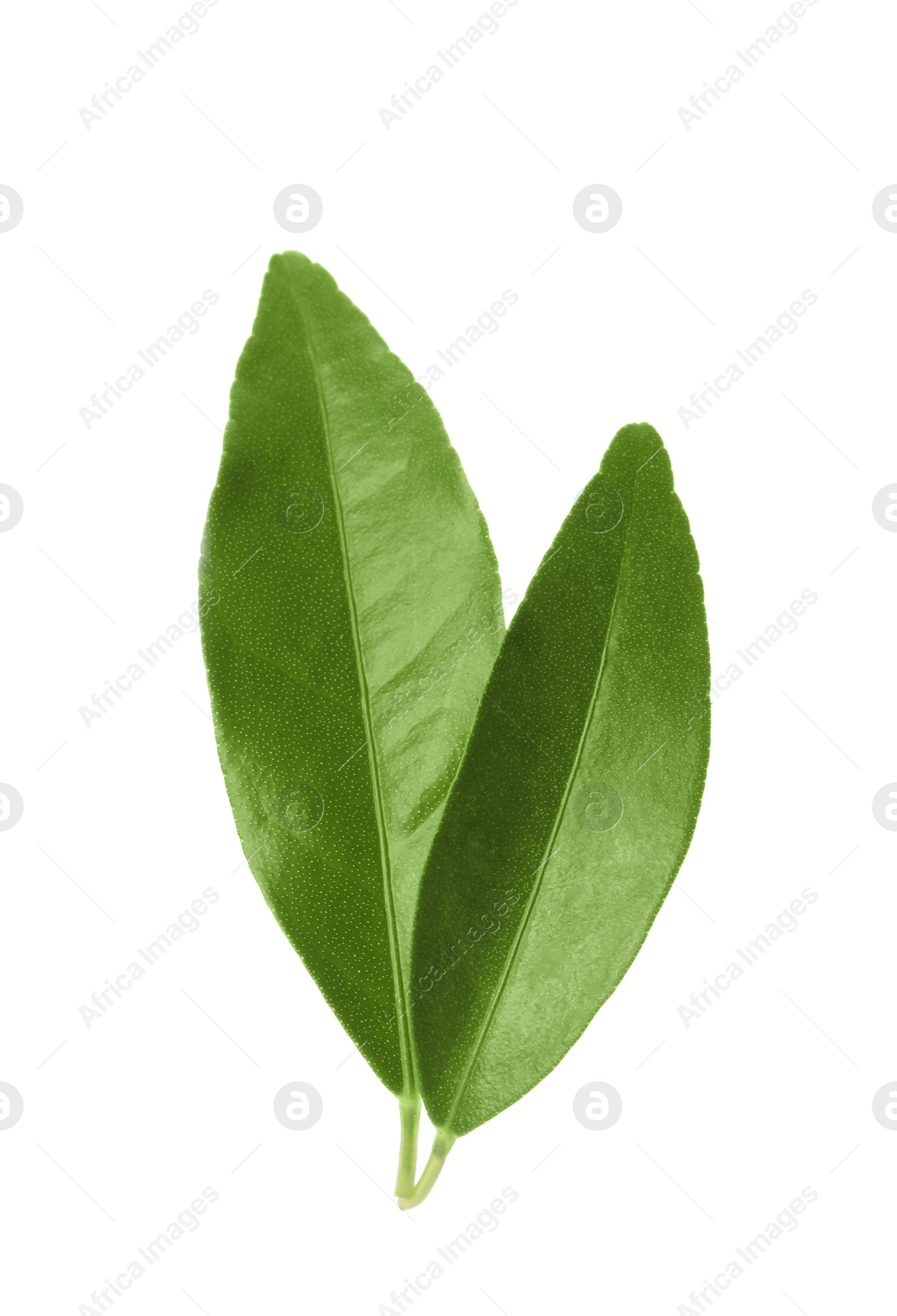 Photo of Green leaves of kumquat tree on white background