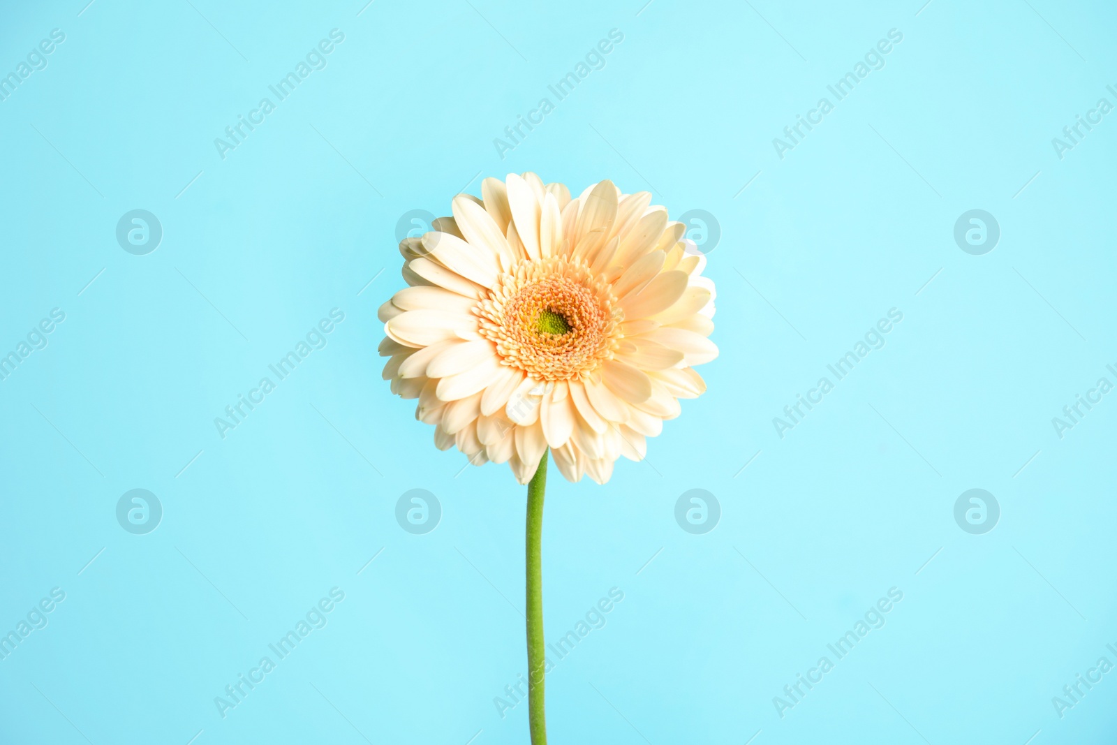 Photo of Beautiful bright gerbera flower on color background