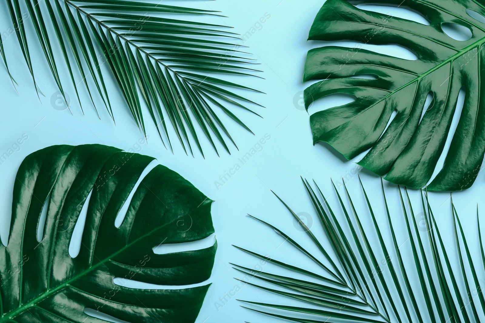 Photo of Beautiful monstera and palm leaves on light blue background, flat lay. Tropical plants