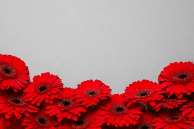 Photo of Beautiful bright red gerbera flowers on light grey background, top view. Space for text