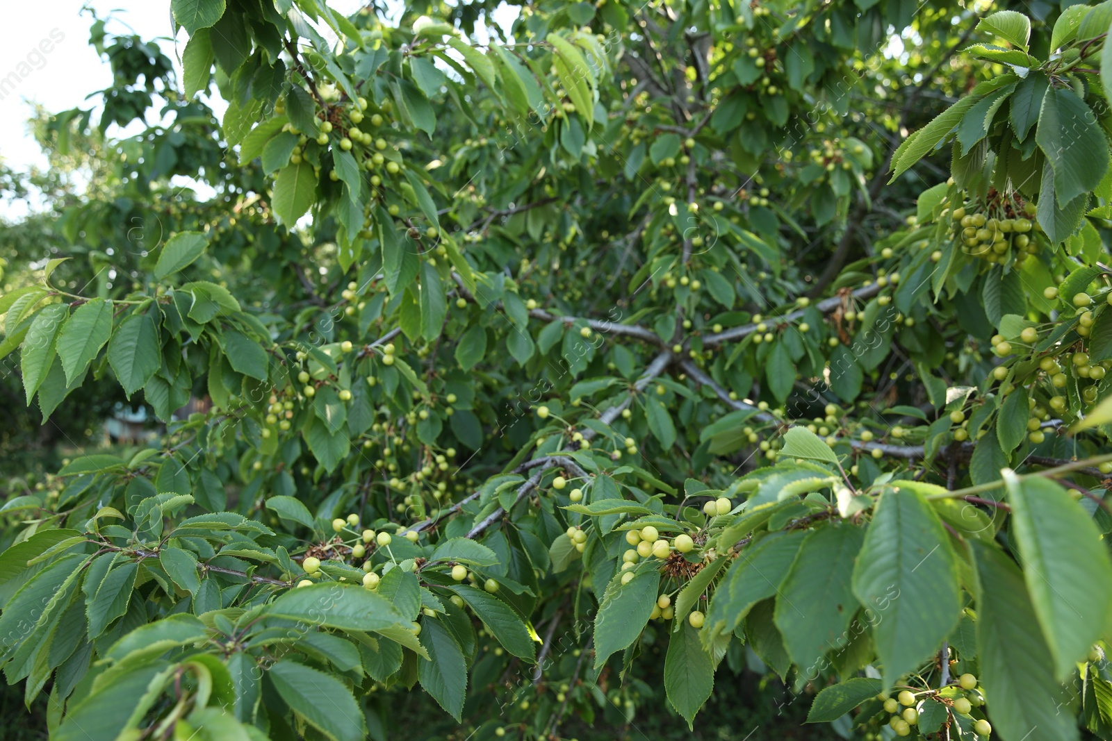 Photo of Cherry tree with green leaves and unripe berries growing outdoors