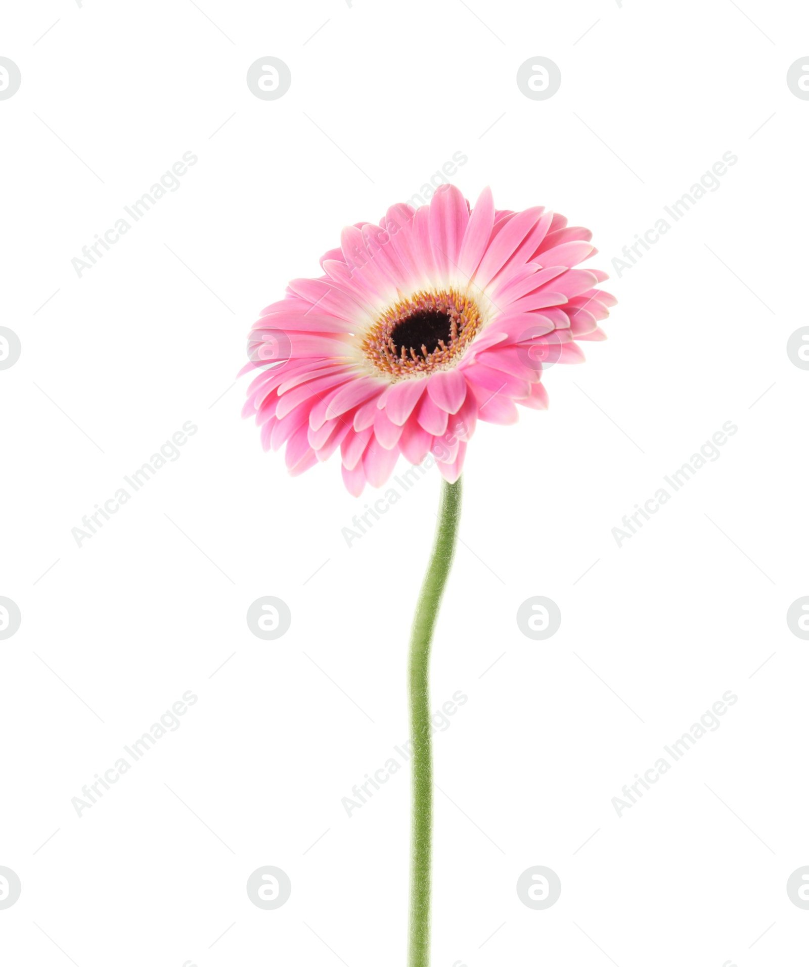 Photo of Beautiful bright gerbera flower on white background