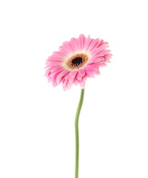 Photo of Beautiful bright gerbera flower on white background