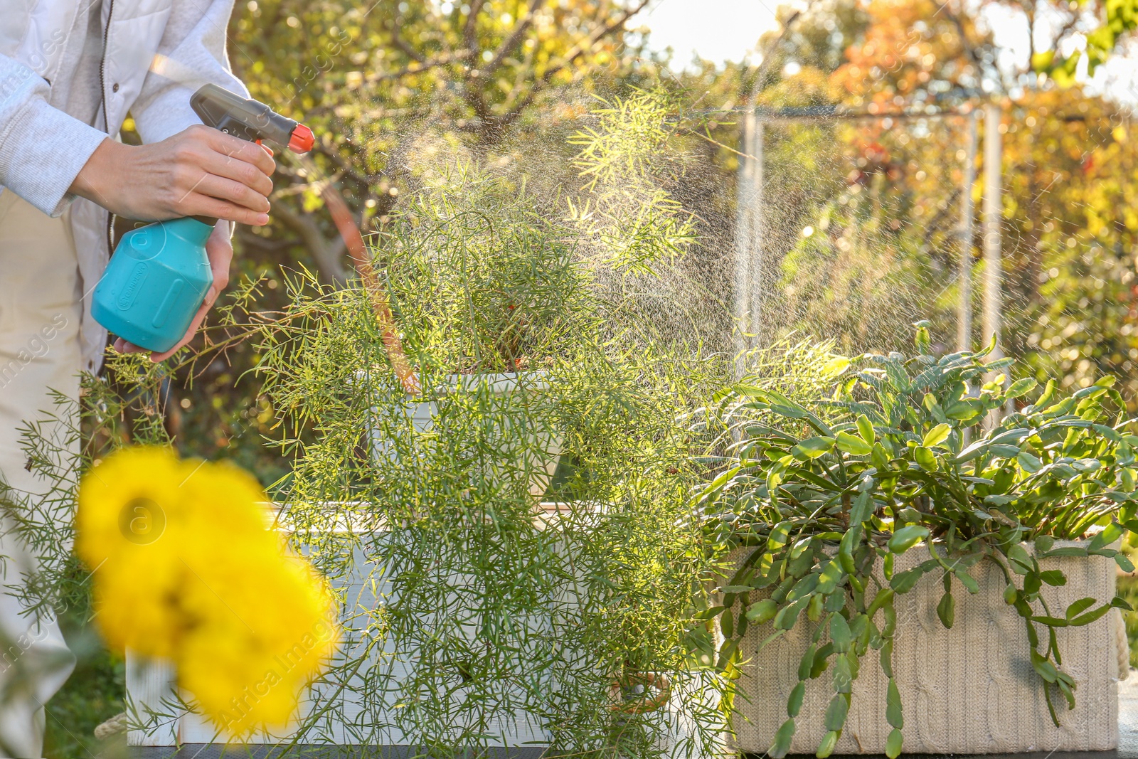 Photo of Woman spraying different potted plants with water in garden, closeup