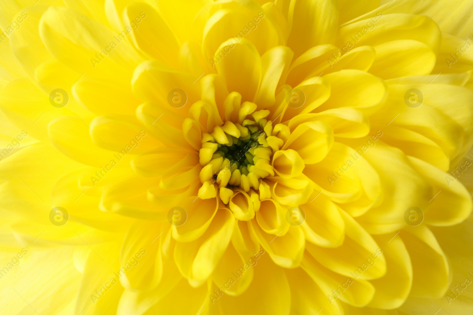 Photo of Beautiful yellow chrysanthemum flower as background, closeup