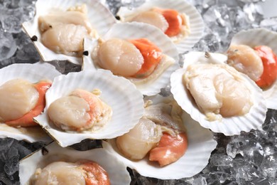 Photo of Fresh raw scallops with shells on ice cubes, closeup