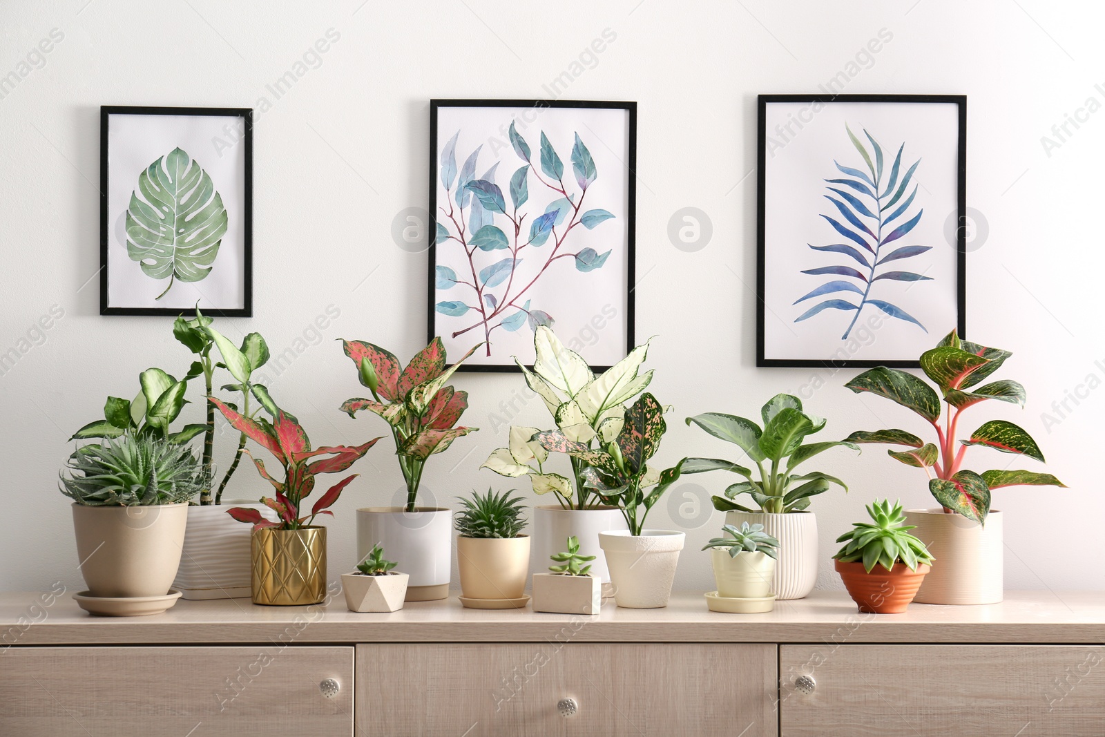 Photo of Collection of beautiful houseplants on wooden commode indoors