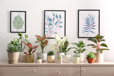 Collection of beautiful houseplants on wooden commode indoors