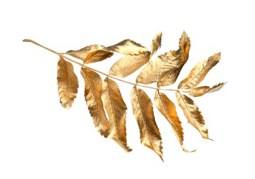 Twig of golden rowan leaves isolated on white. Autumn season