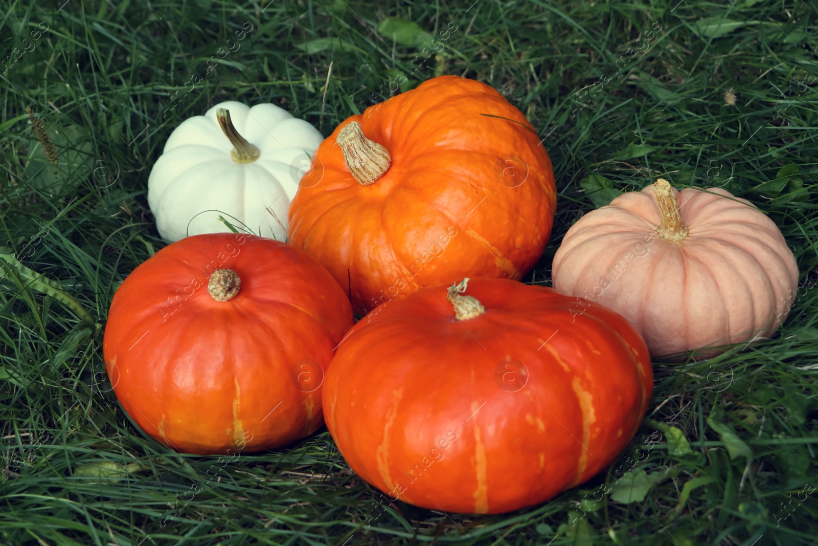 Photo of Many ripe pumpkins among green grass outdoors