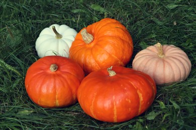 Photo of Many ripe pumpkins among green grass outdoors