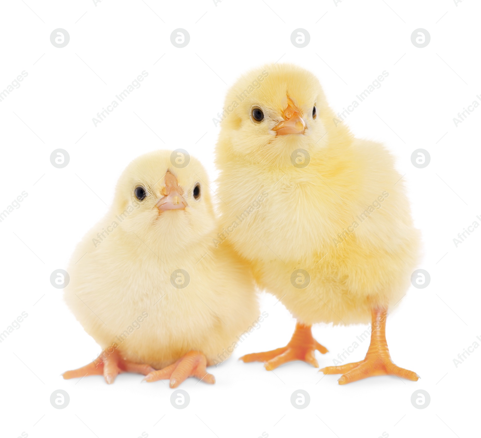 Photo of Two cute fluffy baby chickens on white background