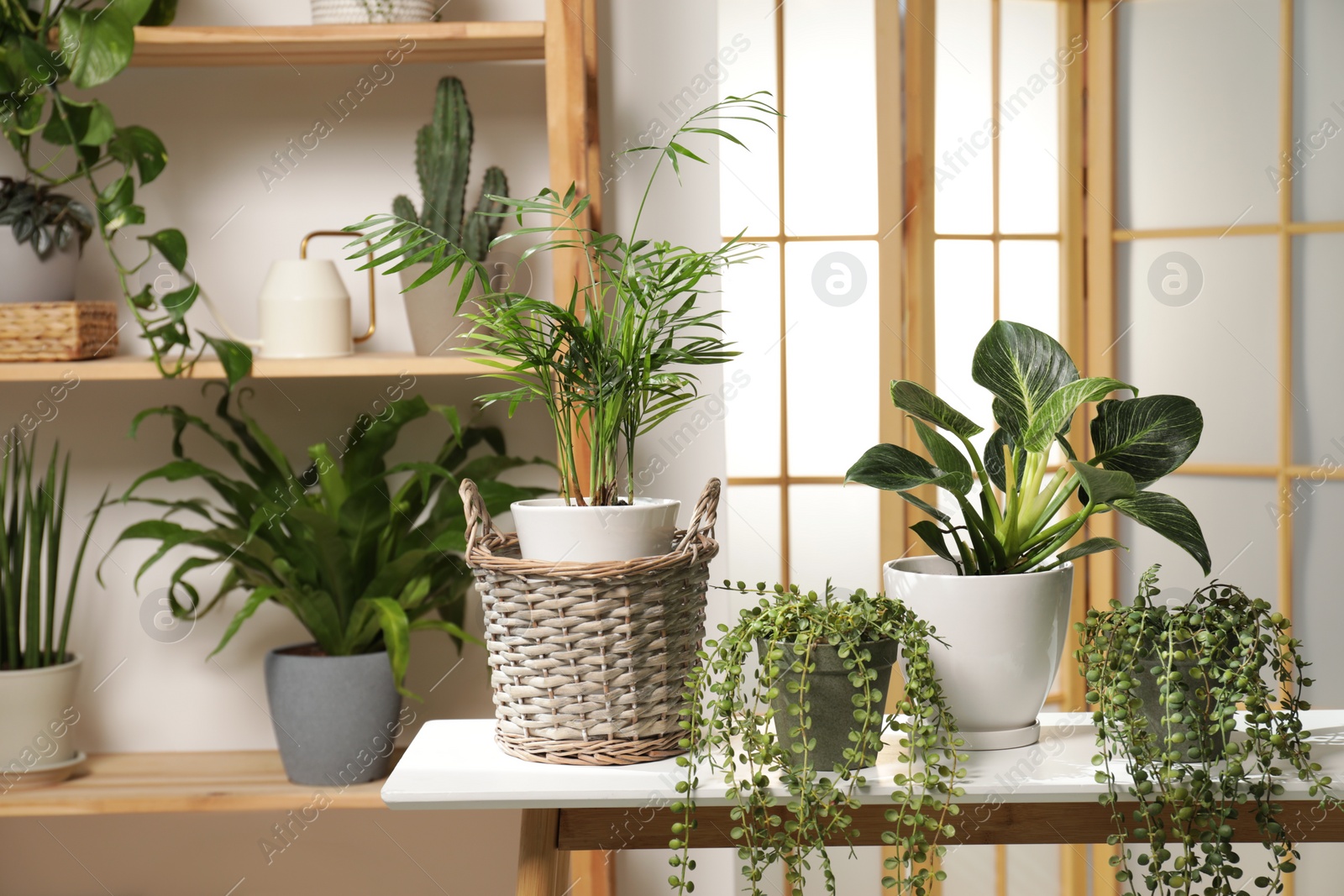 Photo of Green houseplants in pots and watering can on wooden table indoors, space for text