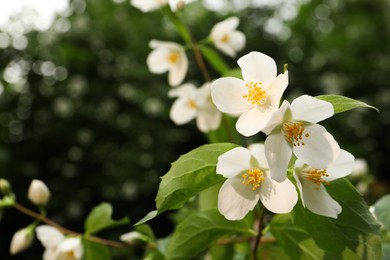 Photo of View of beautiful blossoming jasmine bush outdoors. Space for text