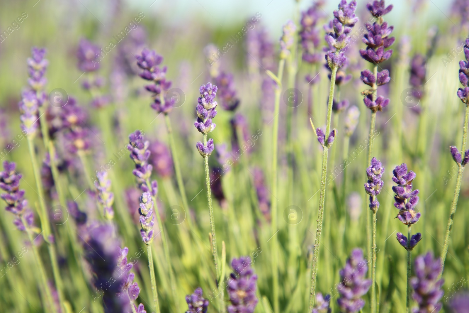 Photo of Beautiful blooming lavender growing in field, closeup