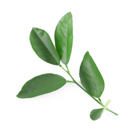 Photo of Branch of lemon tree on white background