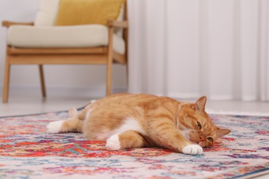Cute ginger cat lying on carpet at home