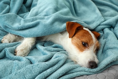 Photo of Cute Jack Russell Terrier dog under warm blanket. Cozy winter