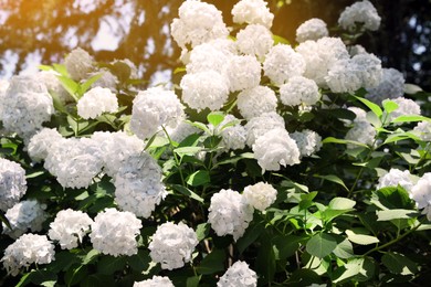 Photo of Beautiful hortensia flowers growing in park on sunny day